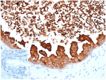 LTF Antibody