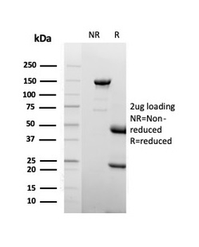 LTF Antibody