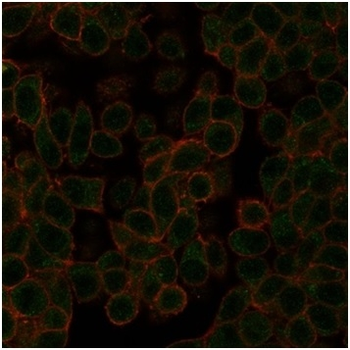 NEUROD2 Antibody
