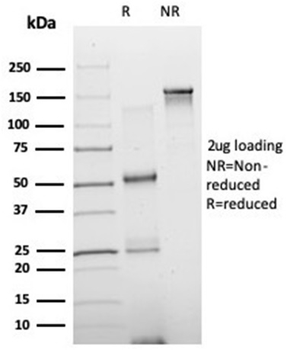 NEUROD2 Antibody