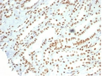 NCL Antibody