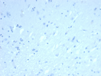 ERG Antibody