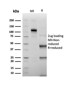 ERG Antibody