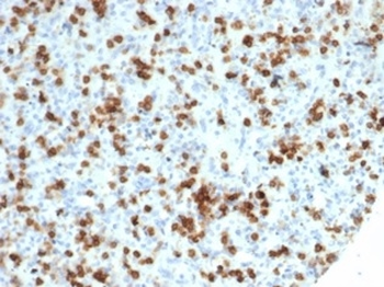CD59 Antibody