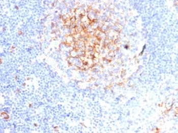 CD59 Antibody