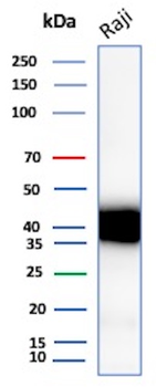 CD48 Antibody