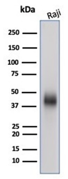 CD48 Antibody