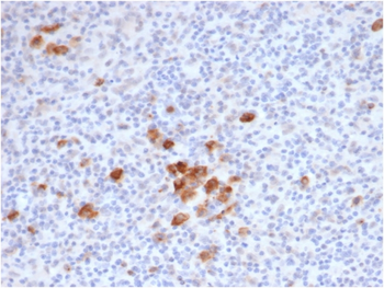TNFRSF8 Antibody