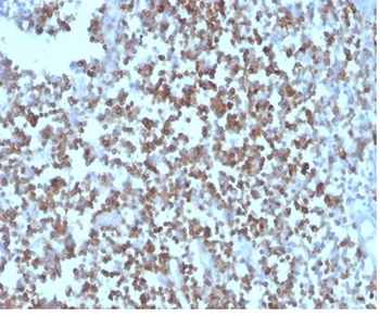 CD27 Antibody