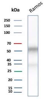 CD27 Antibody