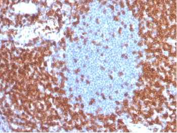 CD3E Antibody