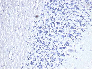 CD3E Antibody