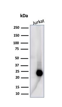 CD3E Antibody