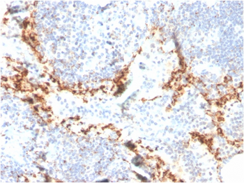 HAVCR2 Antibody