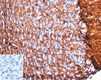 S100B Antibody
