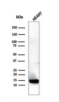 RETN Antibody