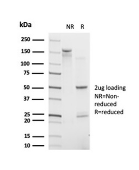 POLE3 Antibody