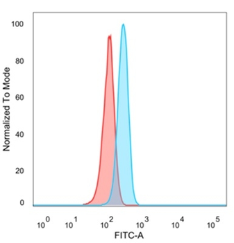 ZNF639 Antibody