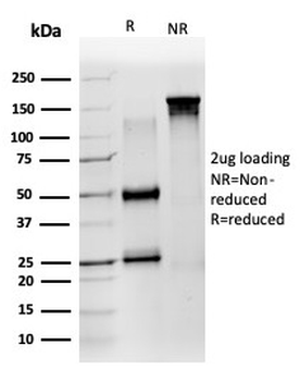 ZNF639 Antibody