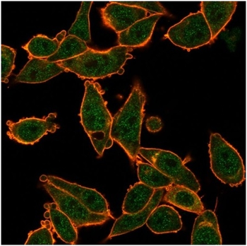 ZNF639 Antibody