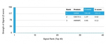 GMNN Antibody