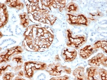 CD10 (Membrane Metalloendopeptidase) Antibody