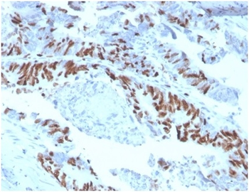 MCM2 Antibody