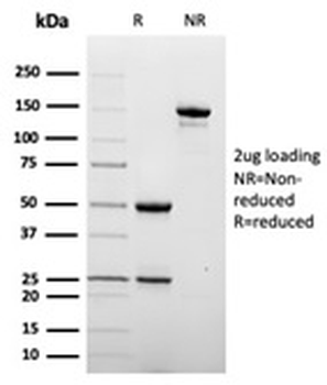 CD209 Antibody