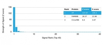 HP Antibody