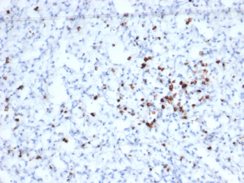 GZMB Antibody