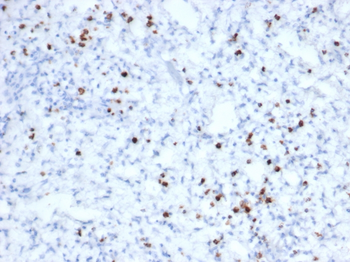 GZMB Antibody