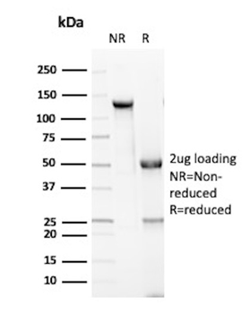 GZMB Antibody