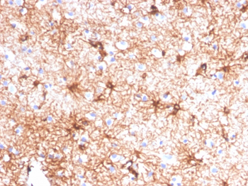 GFAP Antibody