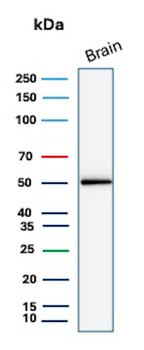 GFAP Antibody