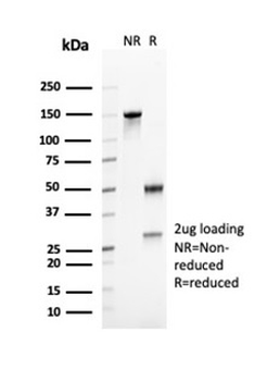 FCER2 Antibody