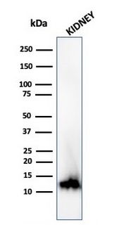 FABP1 Antibody