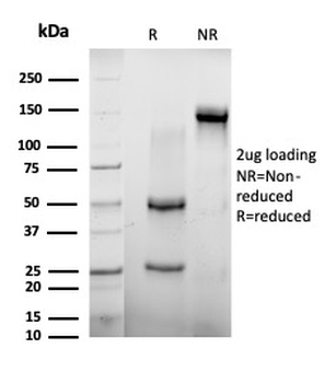 AGO3 Antibody