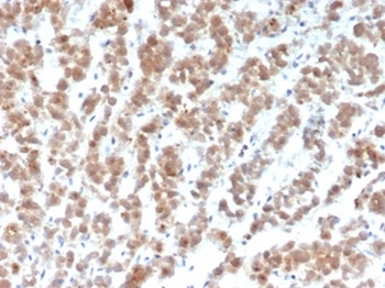 CLU Antibody