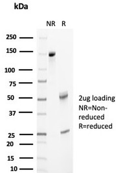 CLU Antibody