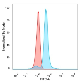 IRF9 Antibody