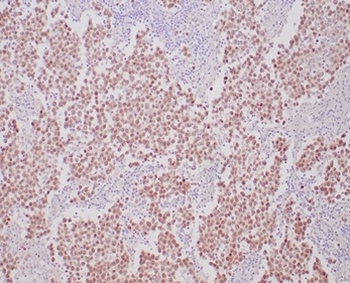 POU5F1 Antibody