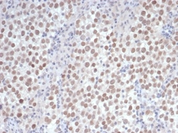 POU5F1 Antibody
