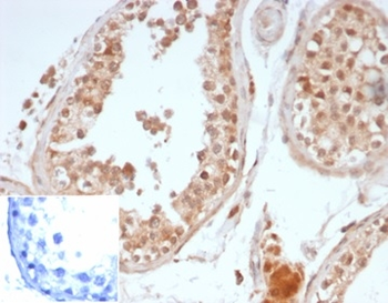 POU5F1 Antibody