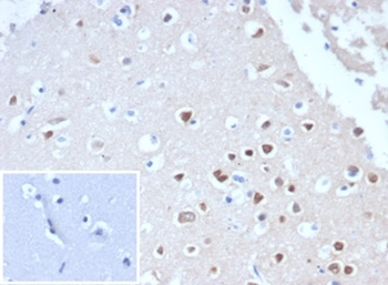 RBFOX3 Antibody