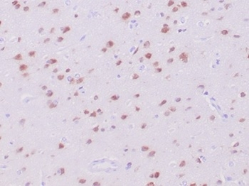 RBFOX3 Antibody