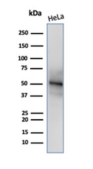 RBFOX3 Antibody