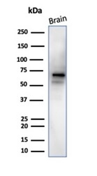 RBFOX3 Antibody