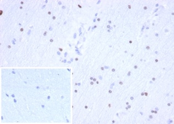 OLIG2 Antibody