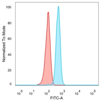 FOXB2 Antibody