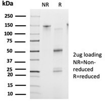 FOXB2 Antibody